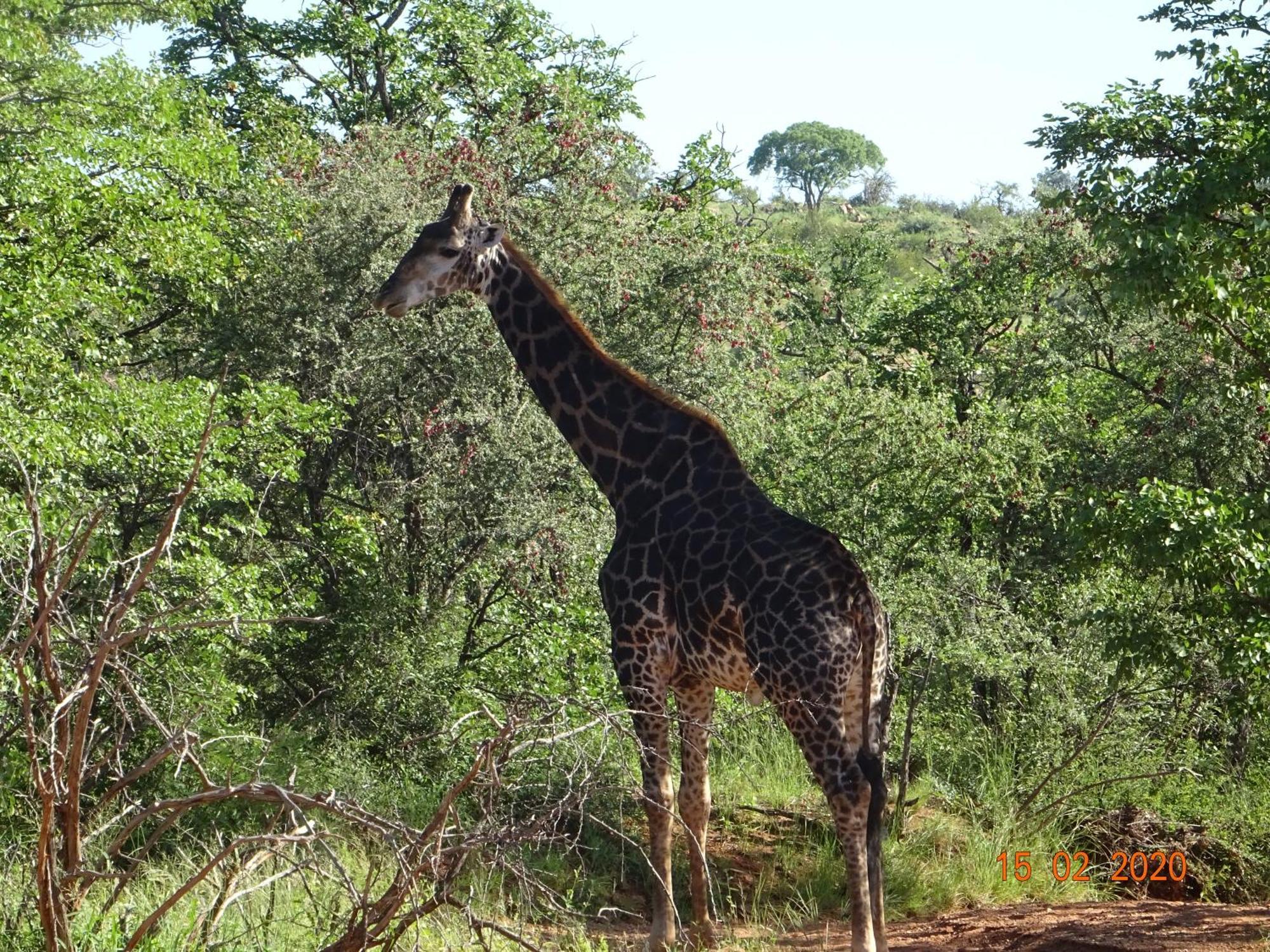 Limpokwena Nature Reserve Tokio Экстерьер фото