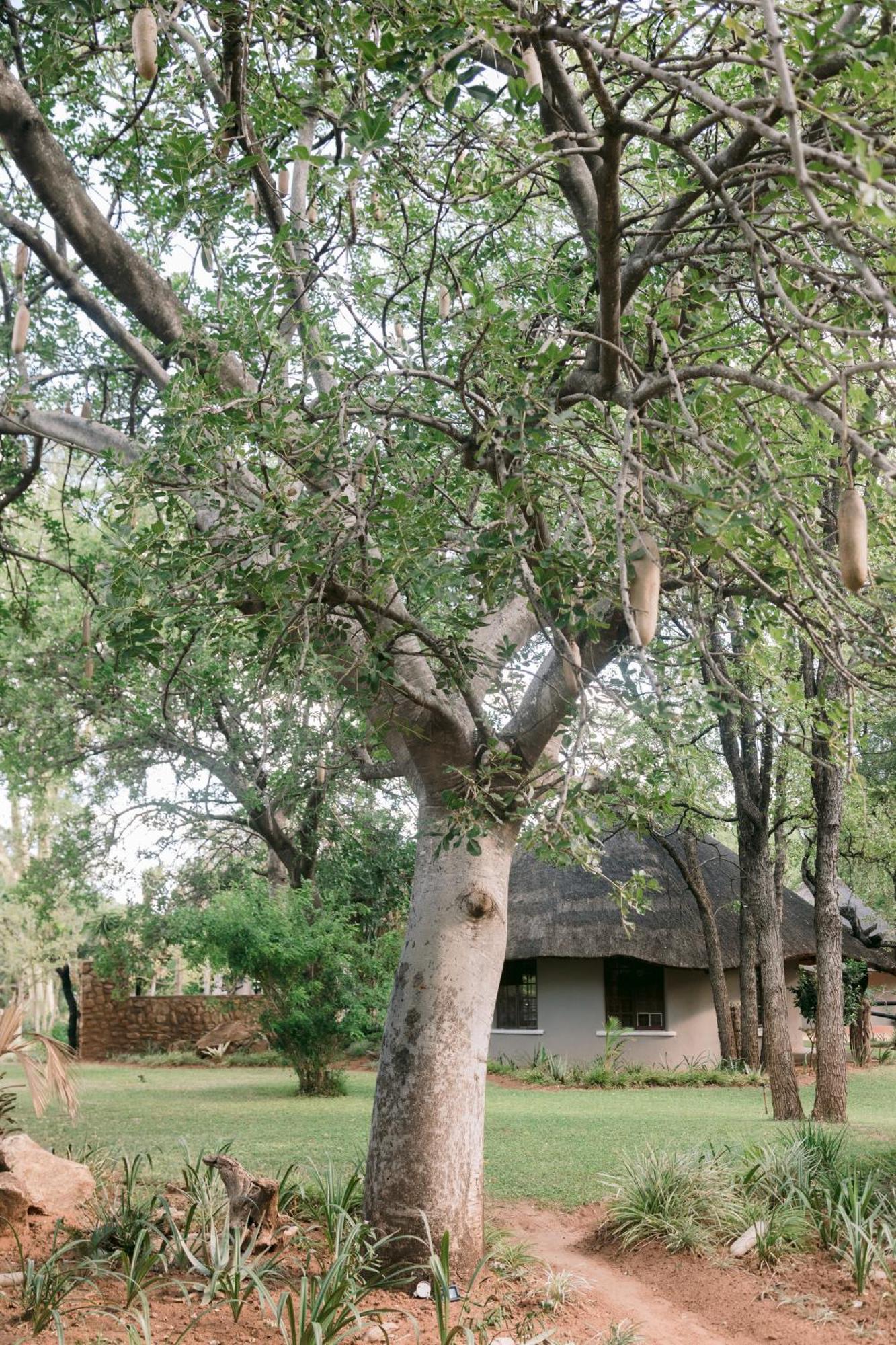 Limpokwena Nature Reserve Tokio Экстерьер фото